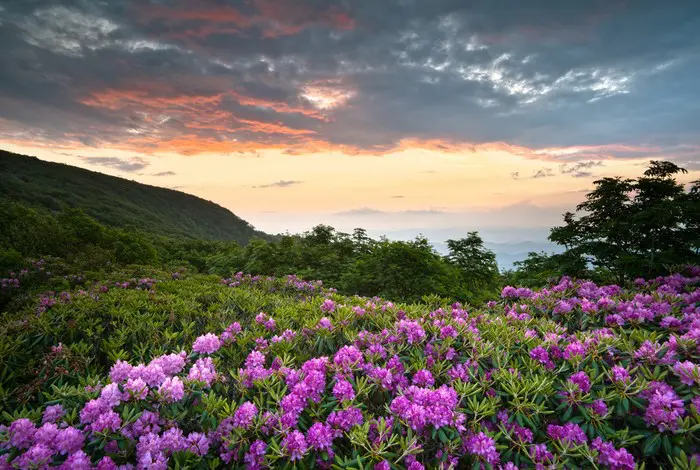 Vibrant rhododendron blooms against a sunset sky on the Blue Ridge Parkway