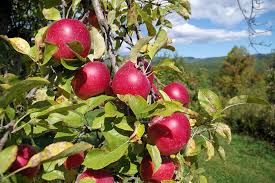 Orchard