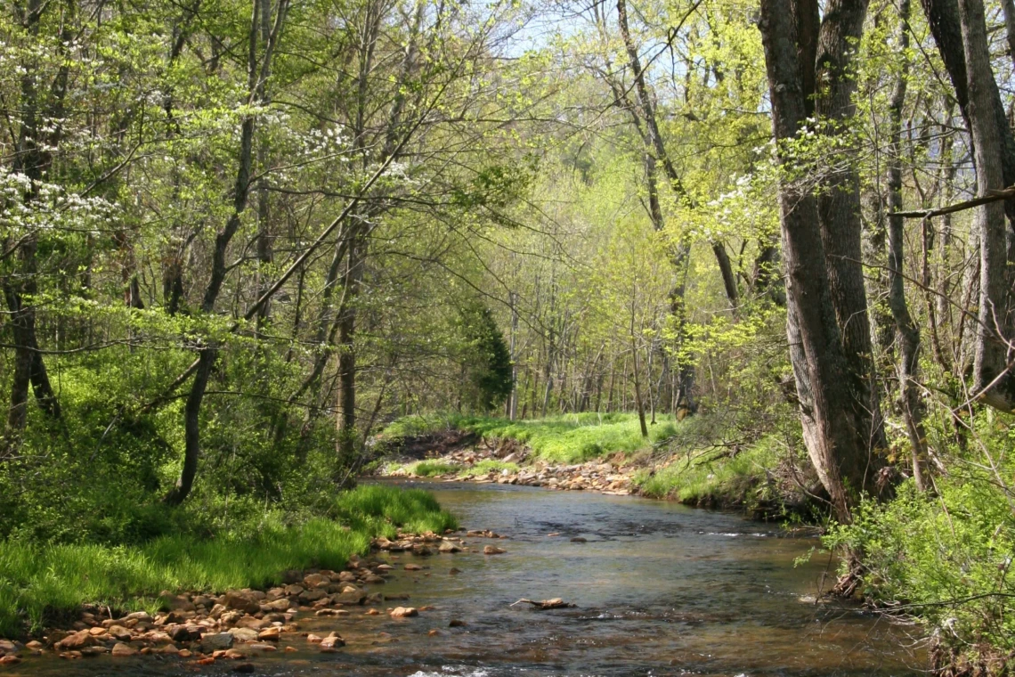 Lush green forest with flowing stream.