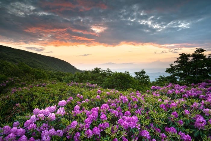 Vibrant rhododendron blooms against a sunset sky on the Blue Ridge Parkway