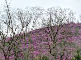 Mountain-side covered in blooming purple rhododendron flowers